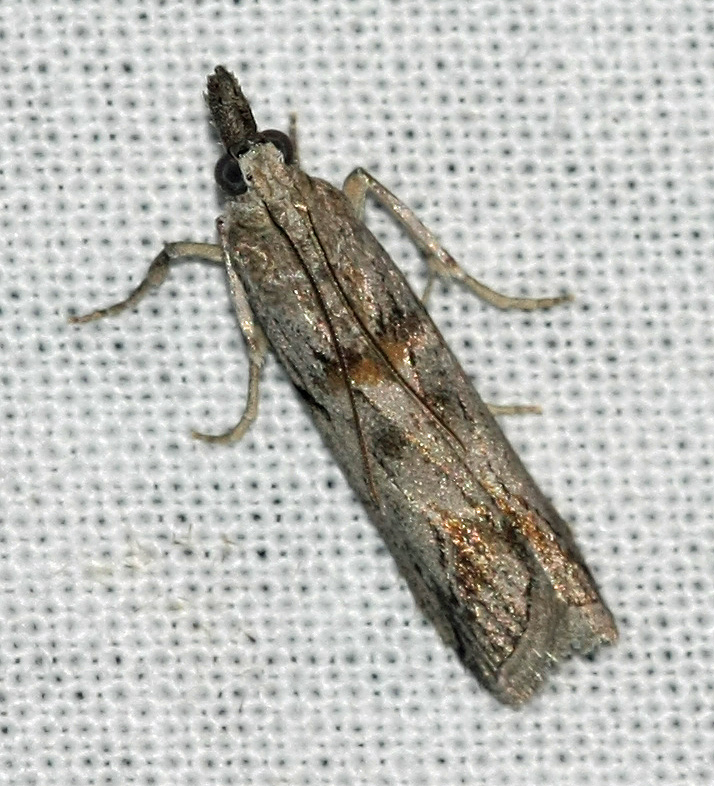Name of this moth??